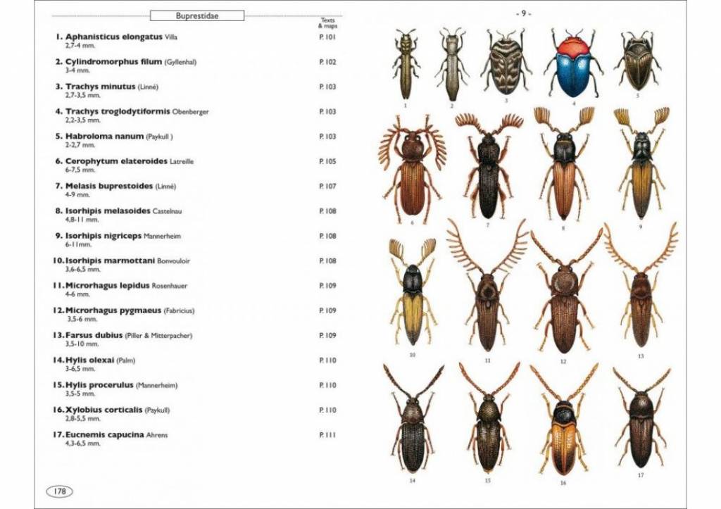 buprestidae vs elateridae