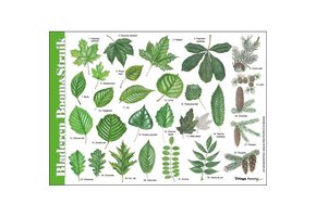 Identification Card Leaves Tree & Shrub