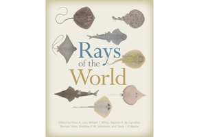 Rays of the World