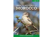 Where to Watch Birds in Morocco
