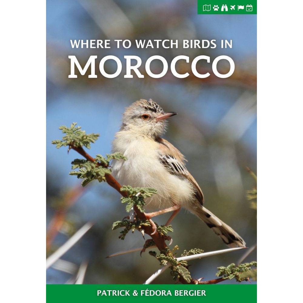 Where to Watch Birds in Morocco