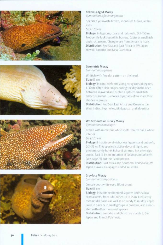Reef Fishes of the Indo-Pacific