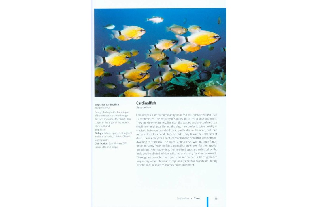 Reef Fishes of the Indo-Pacific
