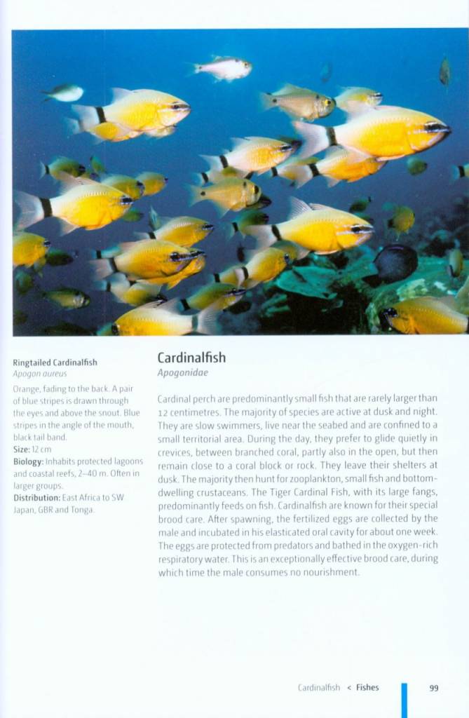 Reef Fishes of the Indo-Pacific