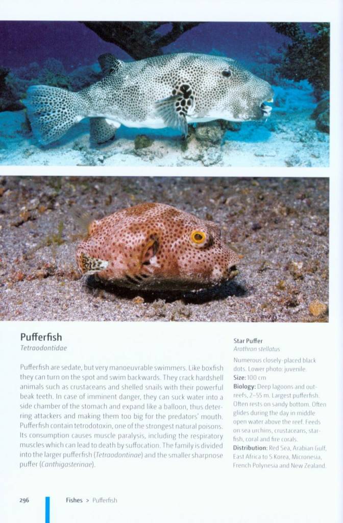 Reef Fishes of the Indo-Pacific