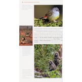 Where to Watch Birds in Ethiopia