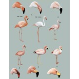 Handbook of the Birds of the World - Volume 1 - Ostrich to Ducks