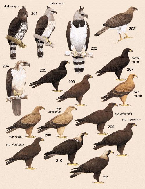 Handbook of the Birds of the World - Volume 2 - New World Vultures to Guineafowl