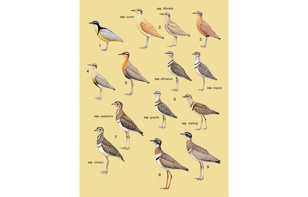 Handbook of the Birds of the World - Volume 3 - Hoatzin to Auks