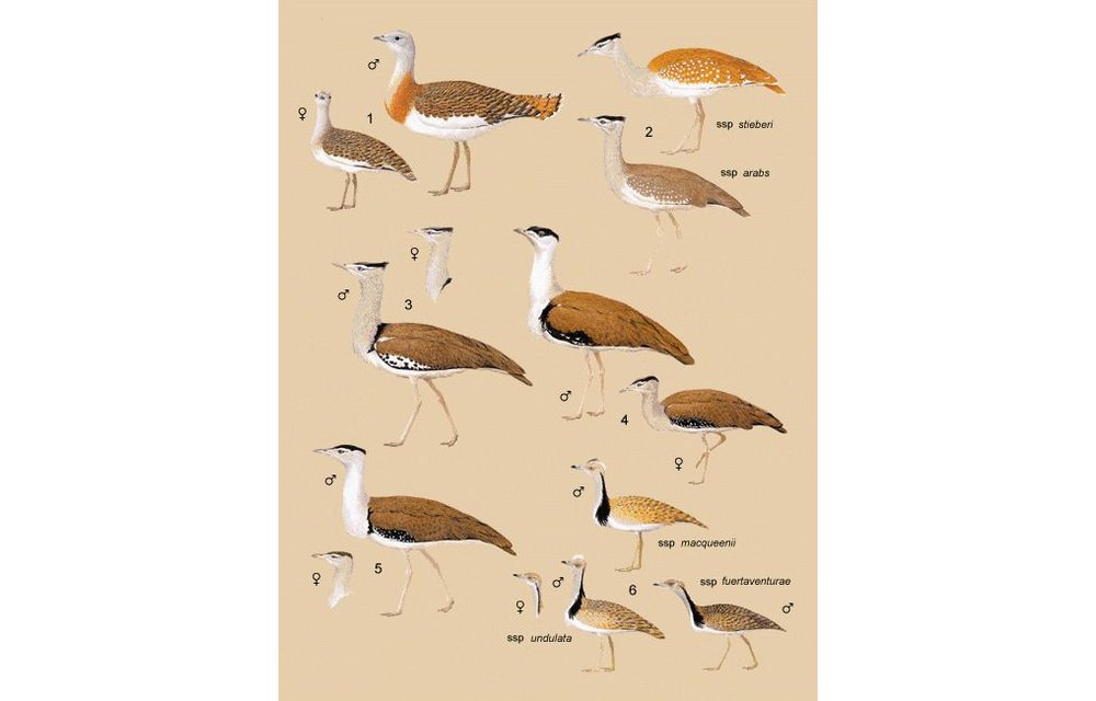 Handbook of the Birds of the World - Volume 3 - Hoatzin to Auks
