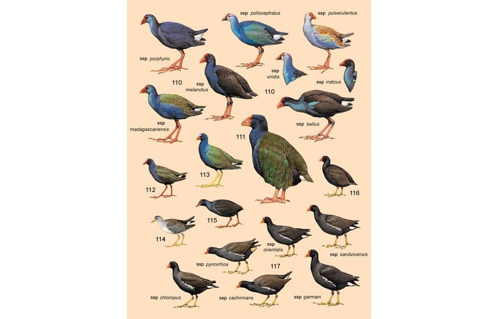 Handbook of the Birds of the World - Volume 3 - Hoatzin to Auks