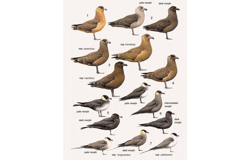 Handbook of the Birds of the World - Volume 3 - Hoatzin to Auks