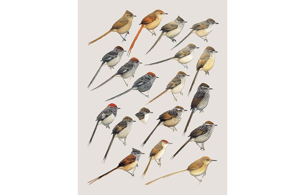 Handbook of the Birds of the World - Volume 8 - Broadbills to Tapaculos