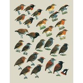 Handbook of the Birds of the World - Volume 8 - Broadbills to Tapaculos