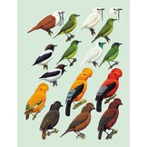 Handbook of the Birds of the World - Volume 9  - Cotingas to Pipits and Wagtails