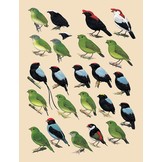 Handbook of the Birds of the World - Volume 9  - Cotingas to Pipits and Wagtails