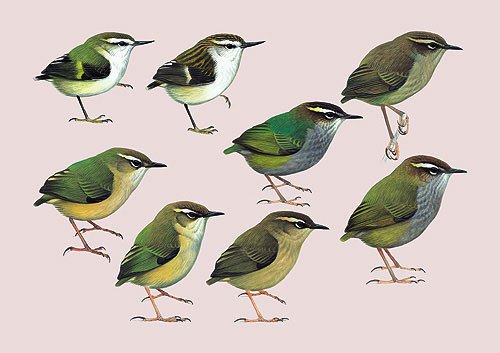 Handbook of the Birds of the World - Volume 9 - Cotingas to Pipits and Wagtails
