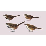 Handbook of the Birds of the World - Volume 9  - Cotingas to Pipits and Wagtails