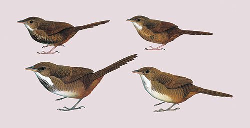 Handbook of the Birds of the World - Volume 9 - Cotingas to Pipits and Wagtails