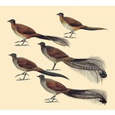 Handbook of the Birds of the World - Volume 9  - Cotingas to Pipits and Wagtails