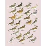 Handbook of the Birds of the World - Volume 9  - Cotingas to Pipits and Wagtails
