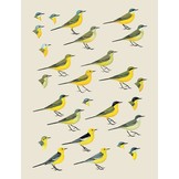 Handbook of the Birds of the World - Volume 9  - Cotingas to Pipits and Wagtails