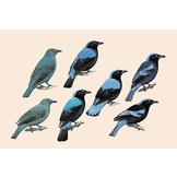 Handbook of the Birds of the World - Volume 10 - Cuckoo-shrikes to Thrushes