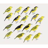 Handbook of the Birds of the World - Volume 10 - Cuckoo-shrikes to Thrushes