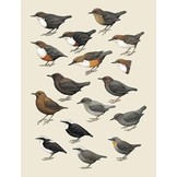 Handbook of the Birds of the World - Volume 10 - Cuckoo-shrikes to Thrushes