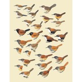 Handbook of the Birds of the World - Volume 10 - Cuckoo-shrikes to Thrushes