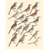 Handbook of the Birds of the World - Volume 10 - Cuckoo-shrikes to Thrushes