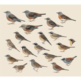 Handbook of the Birds of the World - Volume 10 - Cuckoo-shrikes to Thrushes