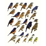 Handbook of the Birds of the World - Volume 11 - Old World Flycatchers to Old World Warblers