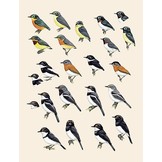 Handbook of the Birds of the World - Volume 11 - Old World Flycatchers to Old World Warblers