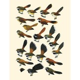 Handbook of the Birds of the World - Volume 11 - Old World Flycatchers to Old World Warblers