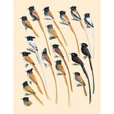 Handbook of the Birds of the World - Volume 11 - Old World Flycatchers to Old World Warblers