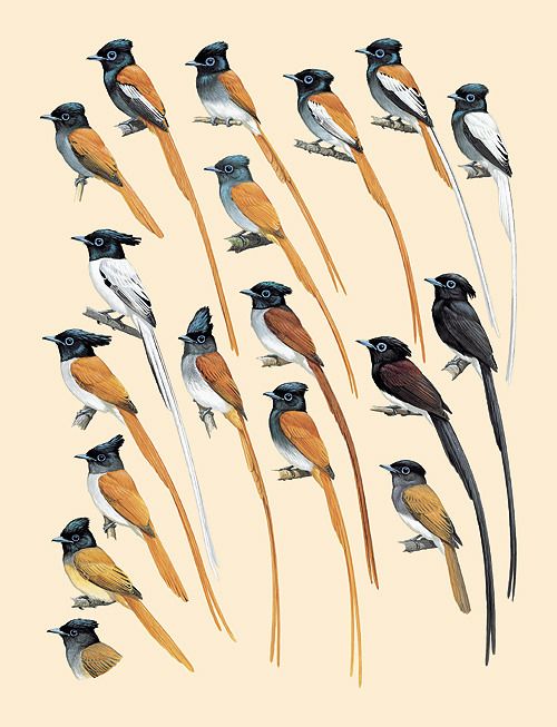 Handbook of the Birds of the World - Volume 11 - Old World Flycatchers to Old World Warblers