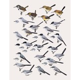 Handbook of the Birds of the World - Volume 11 - Old World Flycatchers to Old World Warblers