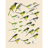 Handbook of the Birds of the World - Volume 11 - Old World Flycatchers to Old World Warblers