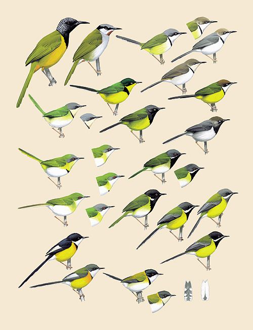 Handbook of the Birds of the World - Volume 11 - Old World Flycatchers to Old World Warblers