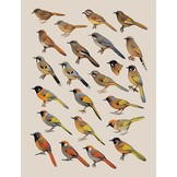 Handbook of the Birds of the World - Volume 12 - Picathartes to Tits and Chickadees