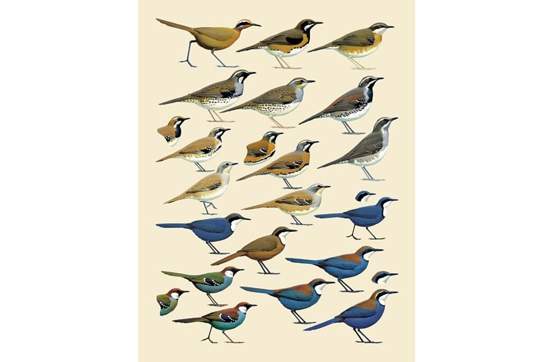Handbook of the Birds of the World - Volume 12 - Picathartes to Tits and Chickadees