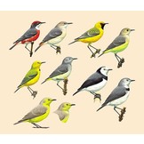 Handbook of the Birds of the World - Volume 12 - Picathartes to Tits and Chickadees