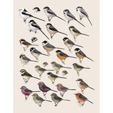 Handbook of the Birds of the World - Volume 13 - Penduline-tits to Shrikes