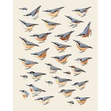 Handbook of the Birds of the World - Volume 13 - Penduline-tits to Shrikes