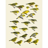 Handbook of the Birds of the World - Volume 13 - Penduline-tits to Shrikes