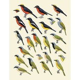 Handbook of the Birds of the World - Volume 14 - Bush-shrikes to Old World Sparrows