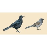 Handbook of the Birds of the World - Volume 14 - Bush-shrikes to Old World Sparrows