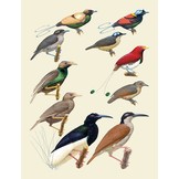 Handbook of the Birds of the World - Volume 14 - Bush-shrikes to Old World Sparrows