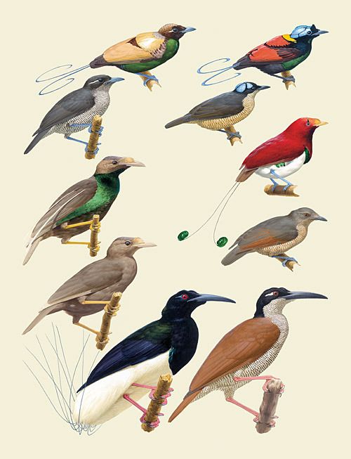 Many kinds of birds live in the